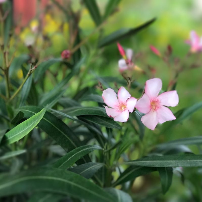 Oleanteri Nerium oleander Kekkilä