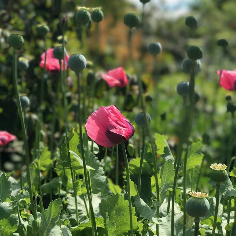 Oopiumiunikko Papaver somniferum