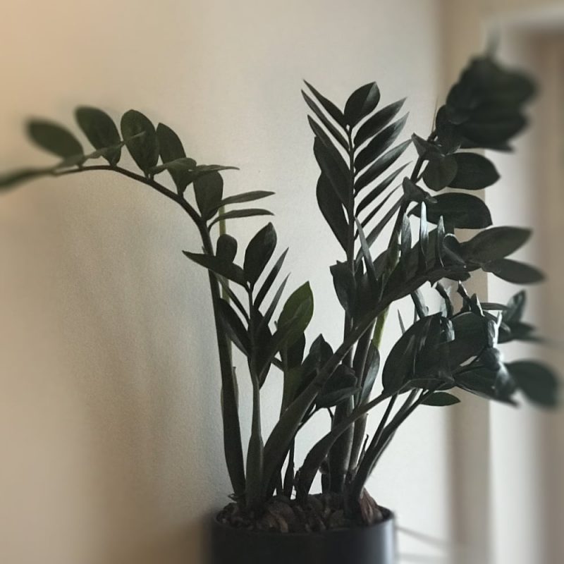 Palmuvehka Zamioculcas zamiifolia Kekkilä