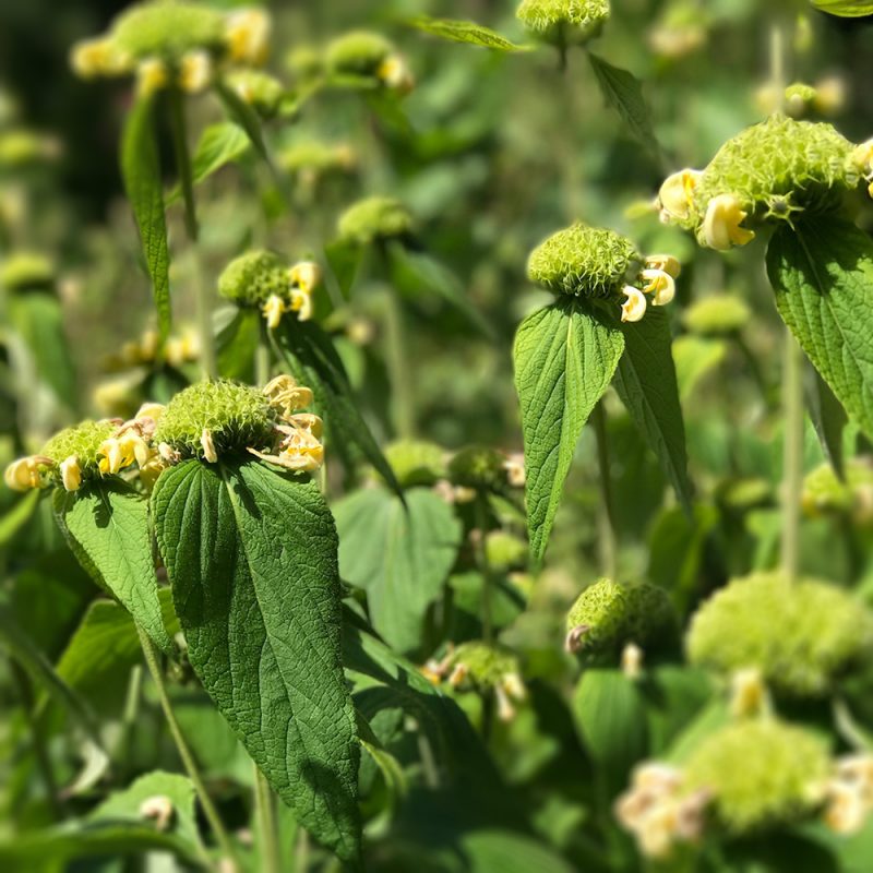 Paloyrtti Phlomis russeliana fruticosa Kekkilä