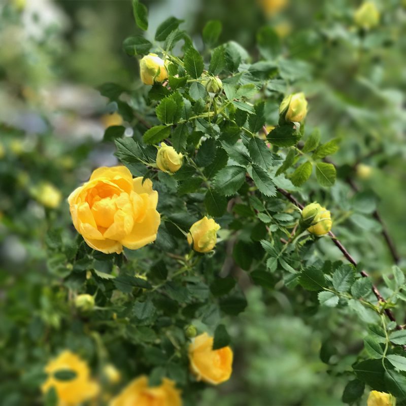 PerisiankeltaruusuRosa foetida ’Persiana’ Kekkilä