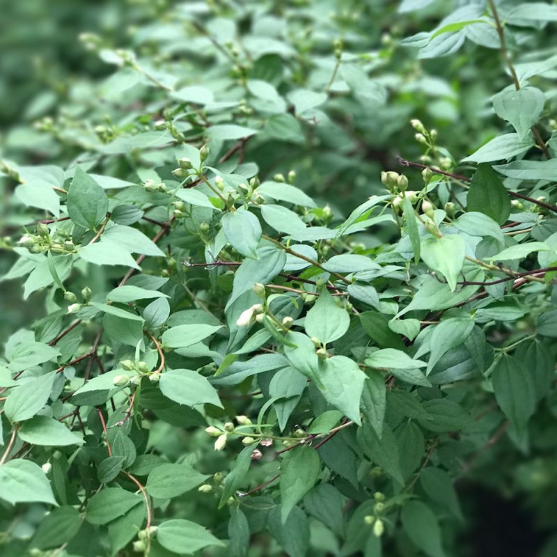 Pikkujasmike Philadelphus x lemoinei