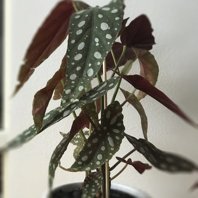 Pilkkubegonia Begnia maculata Kekkilä