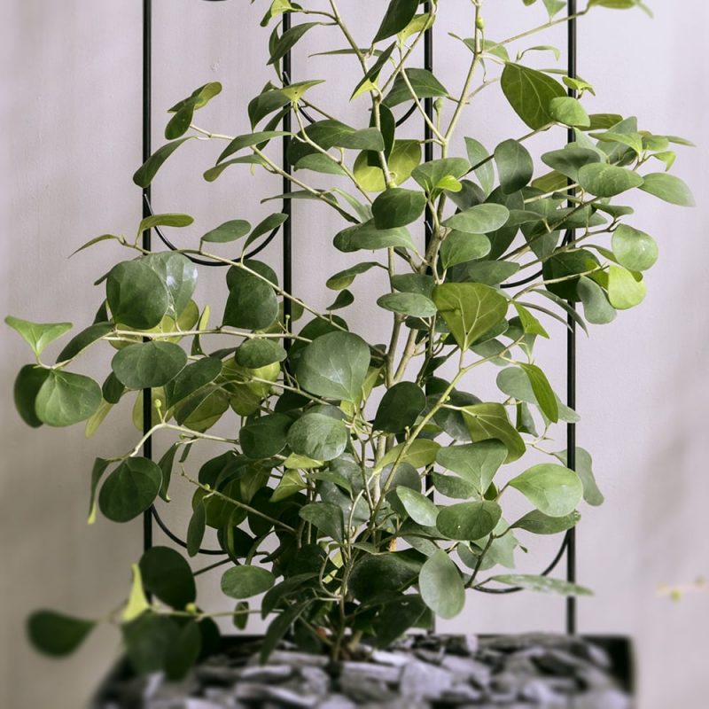 Pilleriviikuna Ficus deltoidea Kekkilä