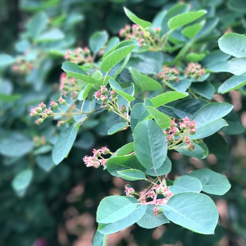 Rusokuusama Lonicera tatarica