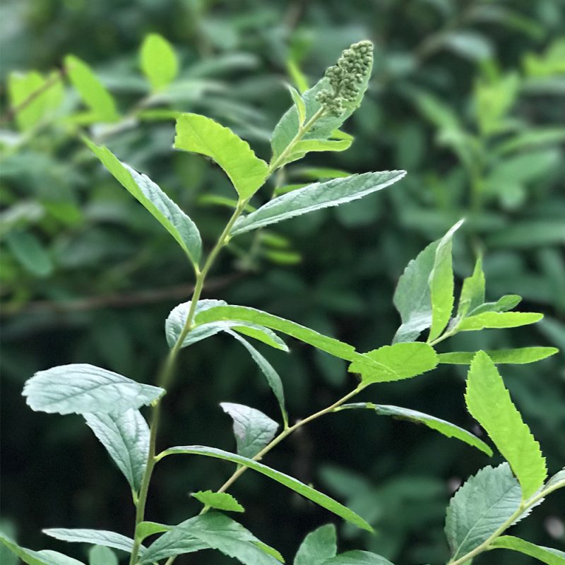 Rusopajuangervo Spiraea x billardii