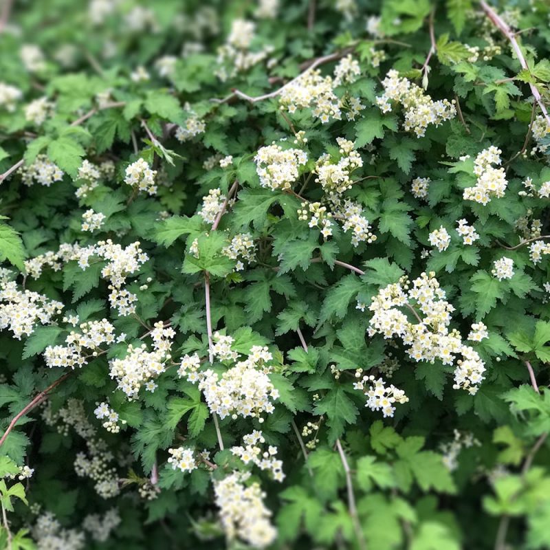 Seppelvarpu Stephanandra incisa 'Crispa' Kekkilä