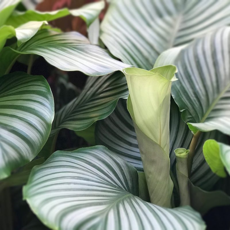 Silkkimaija Calathea orbifolia Kekkilä