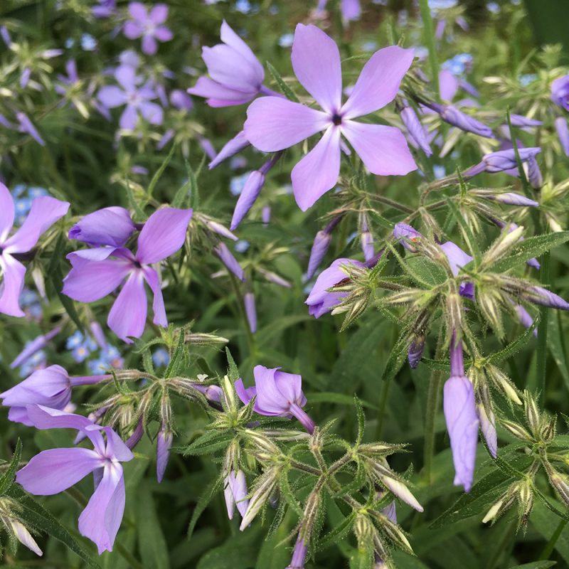 Sinileimu Phlox divaricata