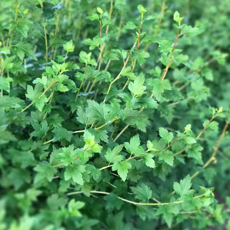 Taikinamarja Ribes alpinum