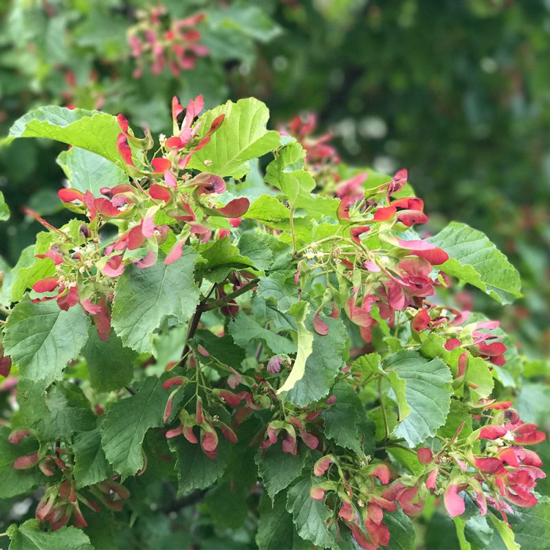 Tataarivaahtera Acer tataricum