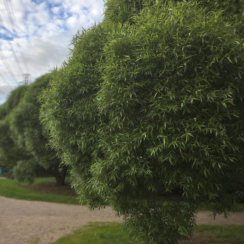 Terijoensalava Salix fragilis ’Bullata’ Kekkilä