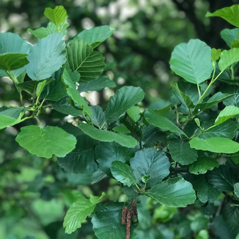 Tervaleppä Alnus glutinosa Kekkilä 