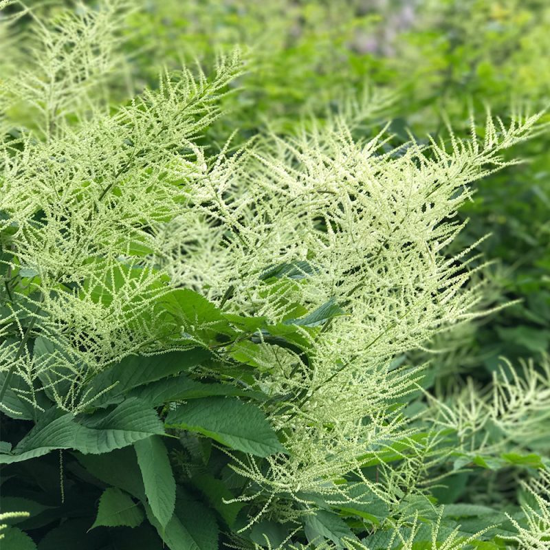 Töyhtöangervo Aruncus dioicus