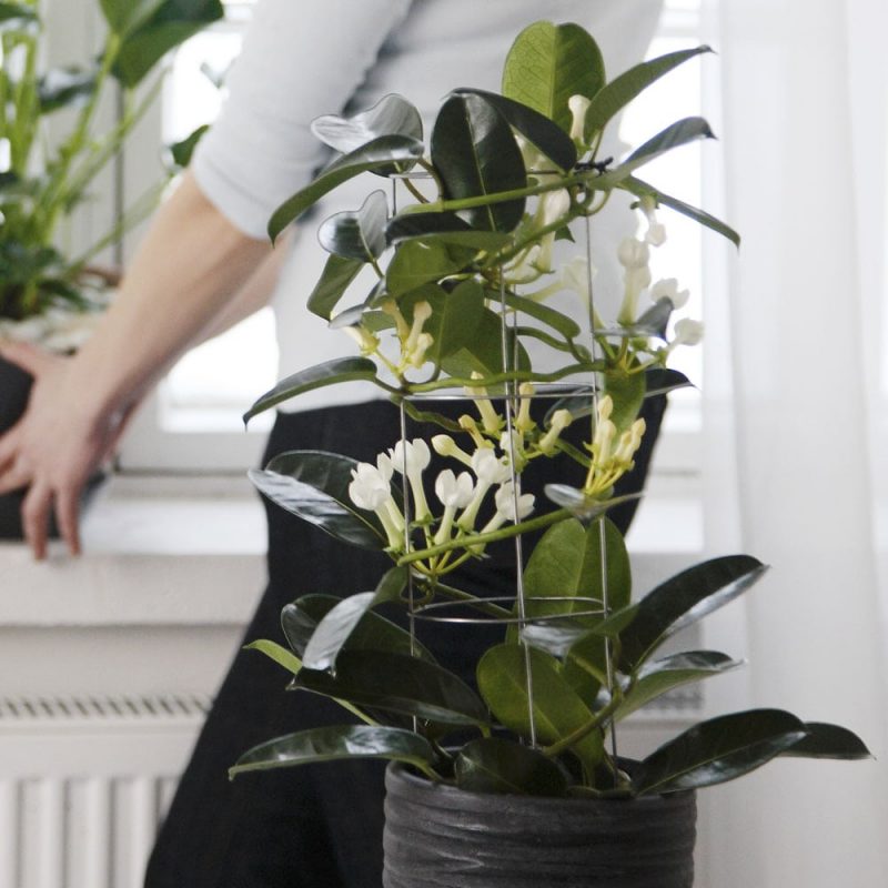 tuoksuköynnös Stephanotis floribunda Kekkilä