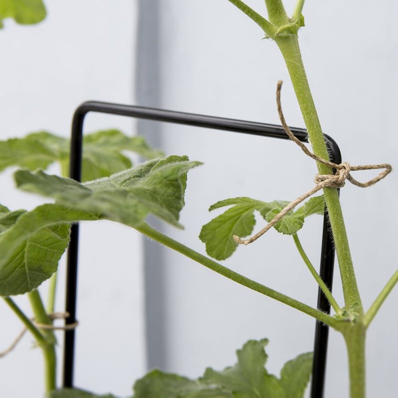 Tuoksupelargonit Pelargonium x fragrans Kekkilä