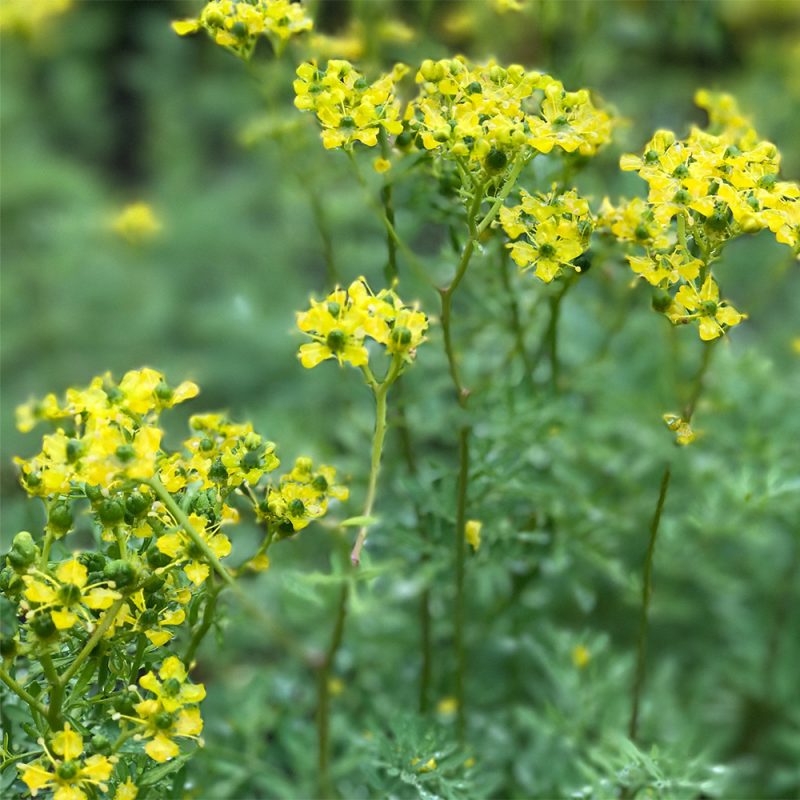 Tuoksuruuta Ruta graveolens