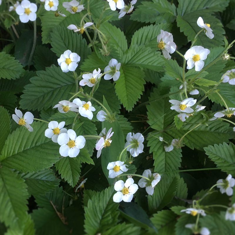 Ukkomansikka Fragaria moschata