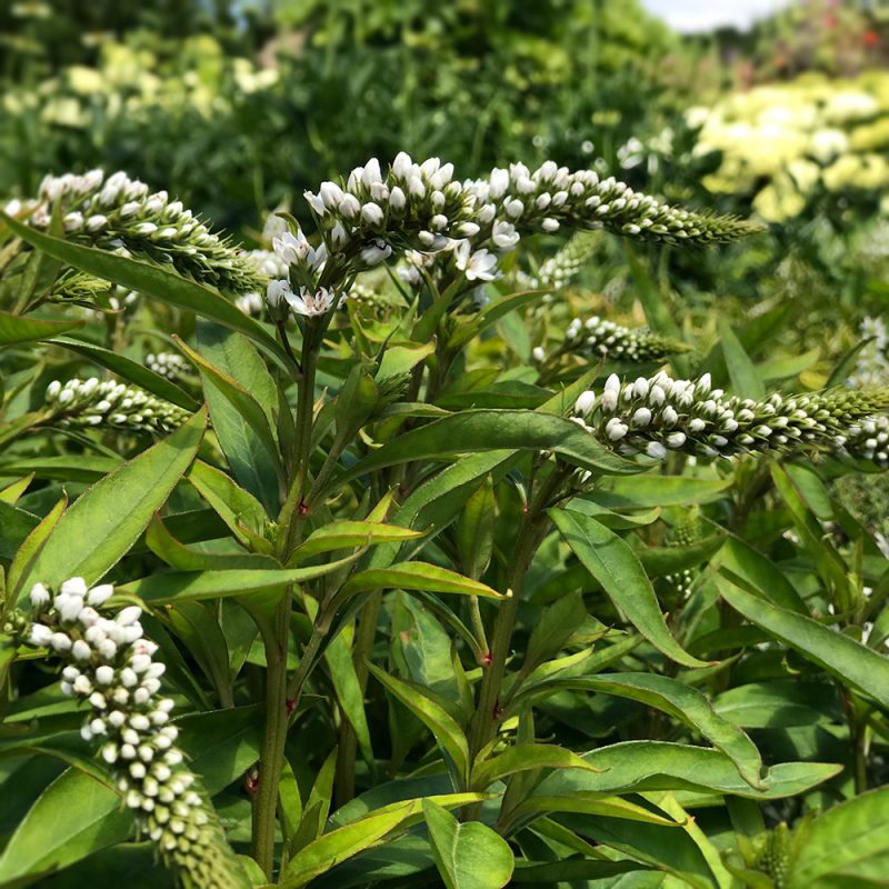 Valkoalpi Lysimav chia clethroides