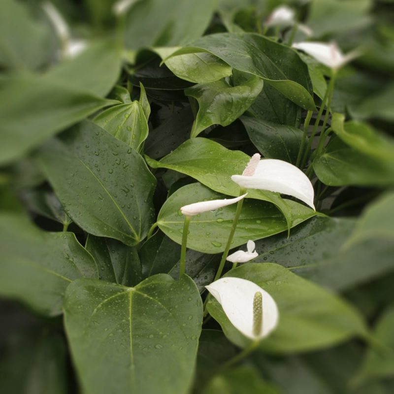 Viirivehkat Spathiphyllum Kekkilä