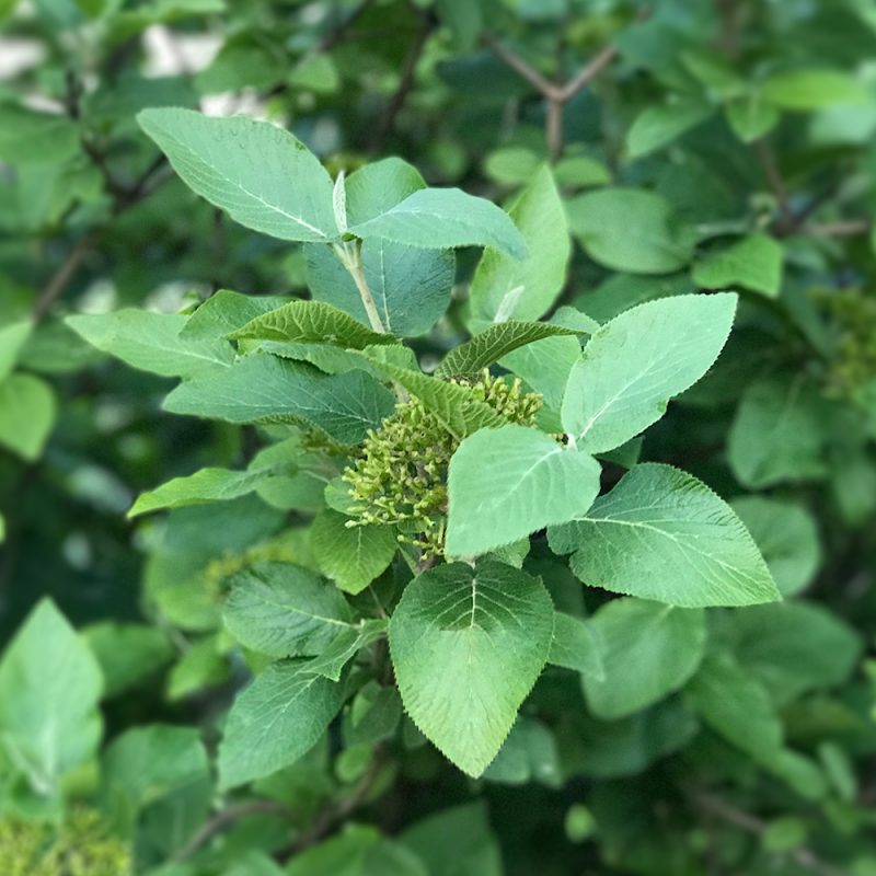 Villaheisi Viburnum lantana Kekkilä