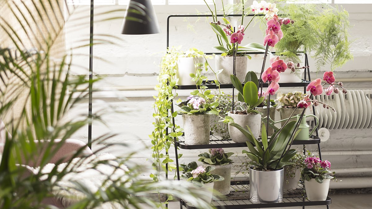 Jotain vanhaa, jotain uutta – Viherporras kauniiksi