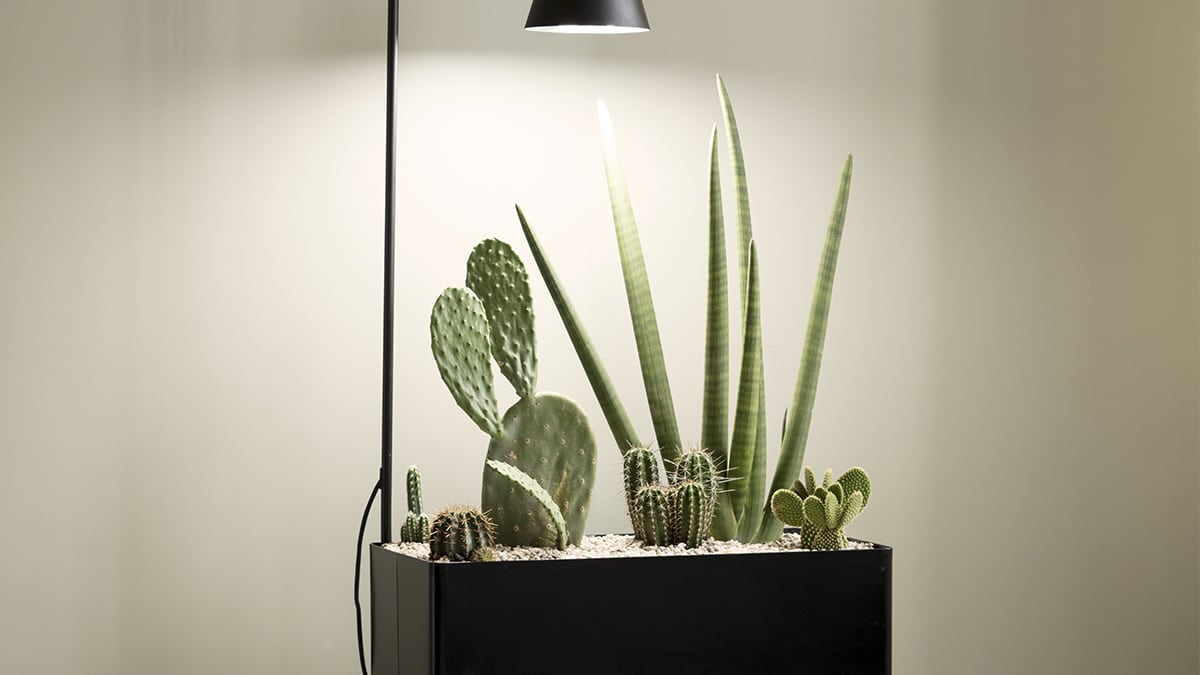 Kaktusaavikko Viherlaatikkoon – huolettomuuden huipentuma