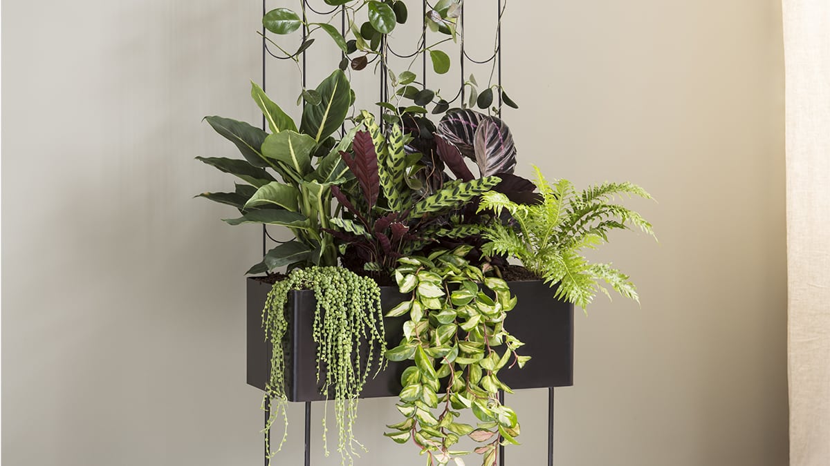 Vihreä keidas Viherlaatikkoon