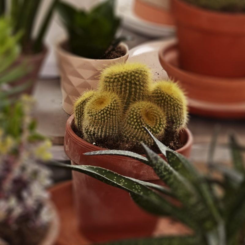 Pyörökaktus Rebutia Kekkilä