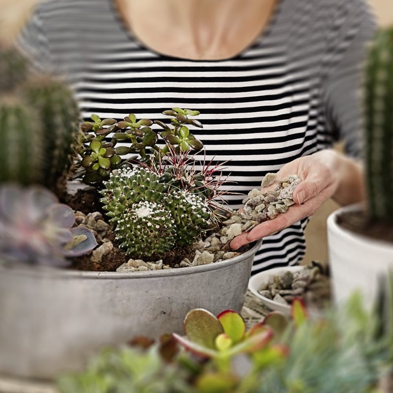 Syyläkaktus mammillaria Kekkilä