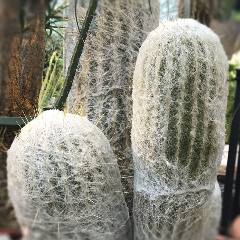 Vaarinkaktus Cephalocereus senilis Kekkilä