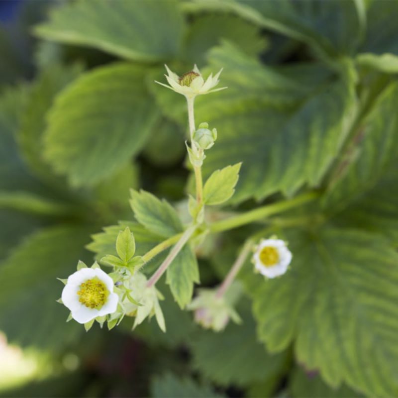 Puutarhamansikka Fragaria x ananassa Kekkilä