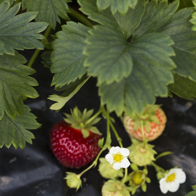 Puutarhamansikka Fragaria x ananassa Kekkilä