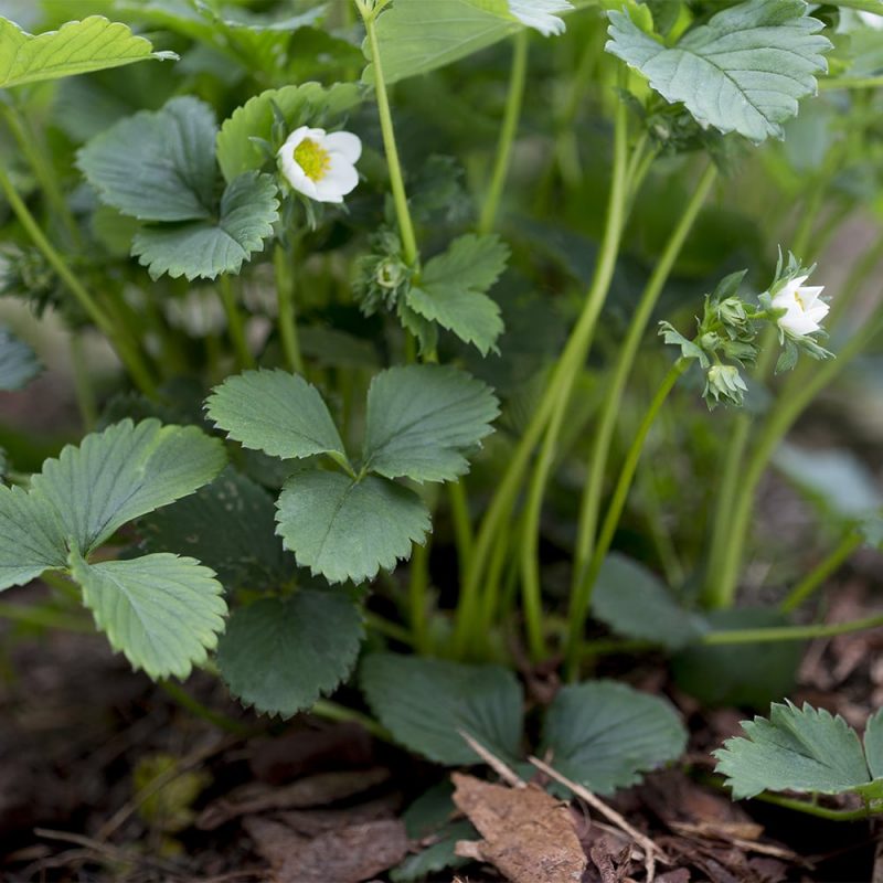 Puutarhamansikka Fragaria x ananassa Kekkilä Kuorikate