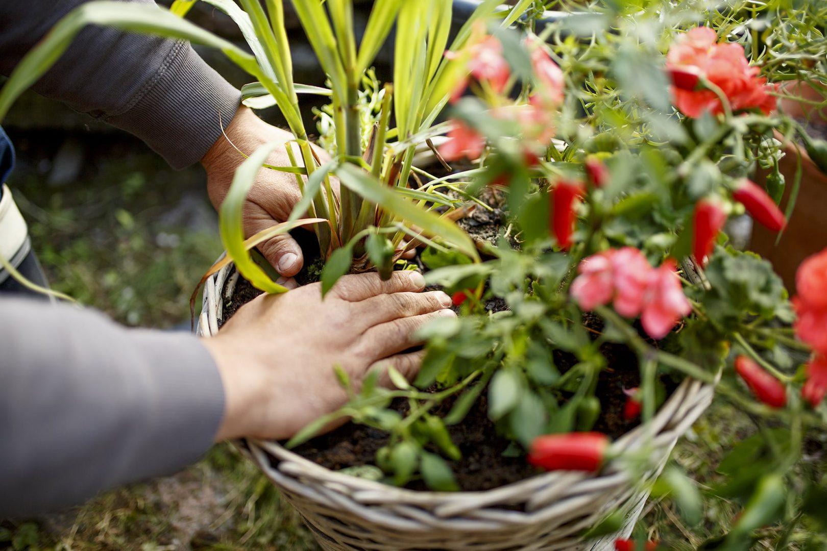 Vinkit omaan ruukkupuutarhaan