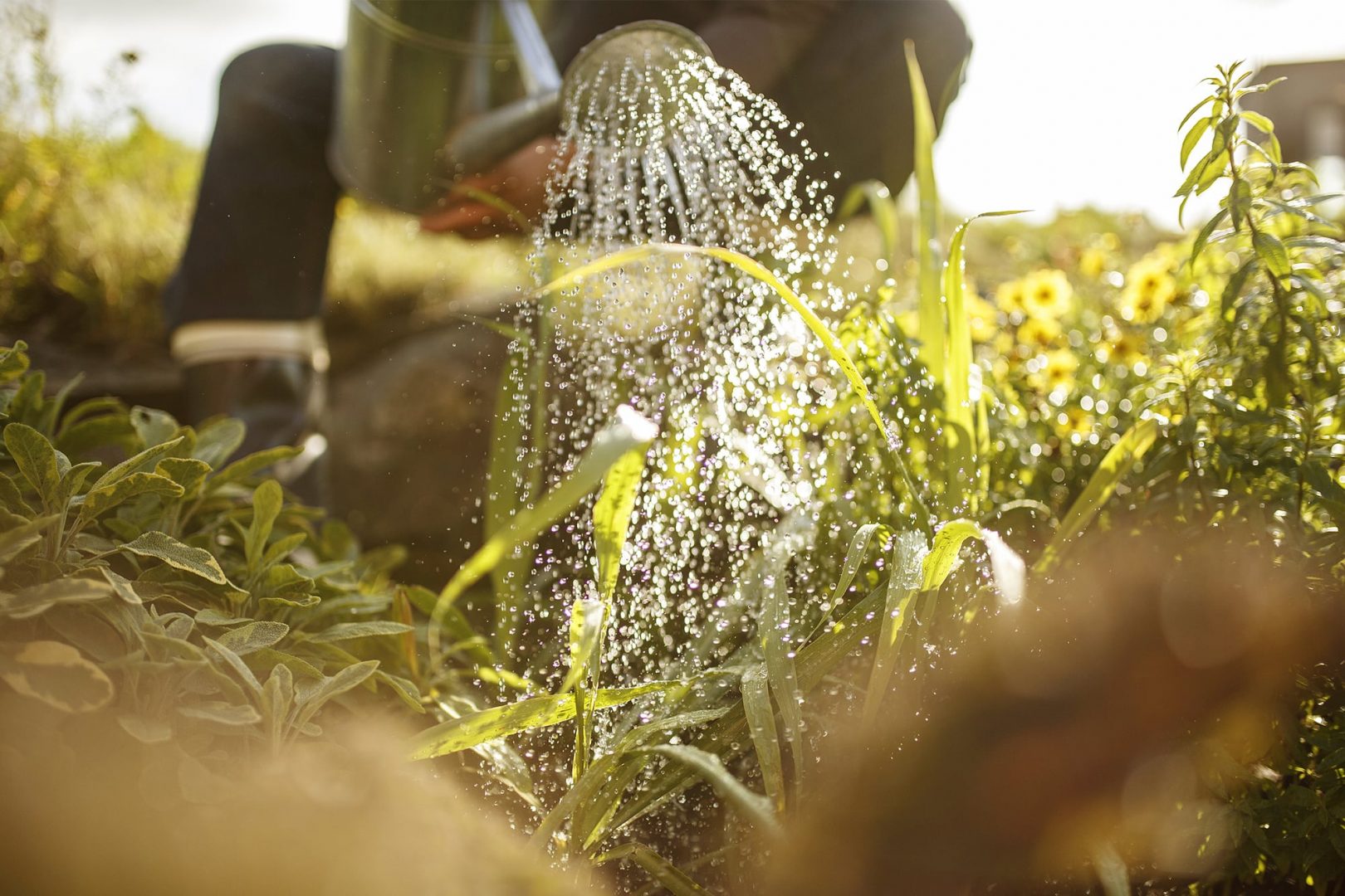 Kesän kasteluvinkit