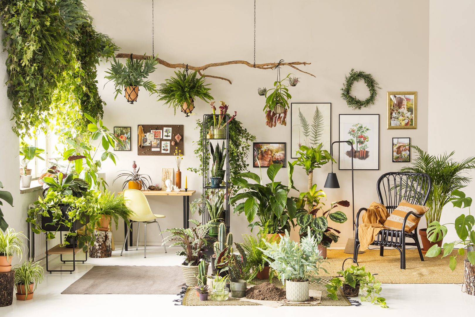 Onnistu vihersisustuksessa – parhaat huonekasvit sisustukseen