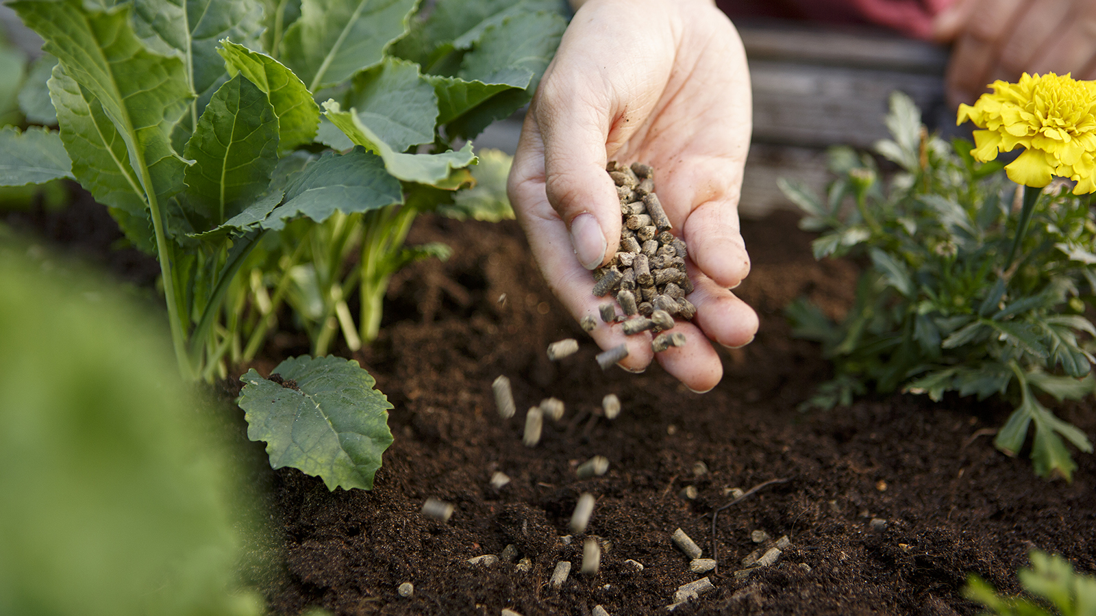 Millaista ruokaa tarjoat kasveillesi?