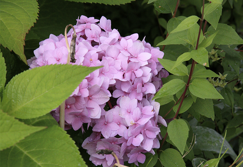 Jalohortensia vaalenapunainen 800x550x