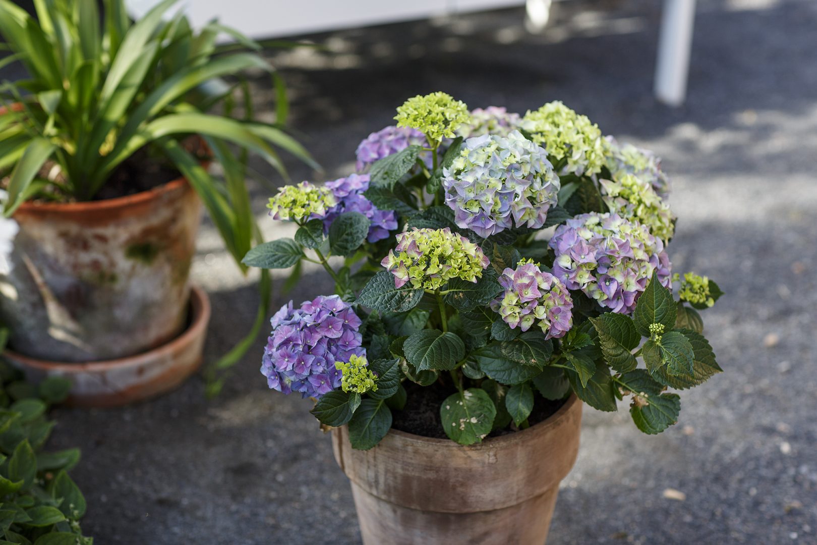 Onnistu terassihortensian kasvatuksessa