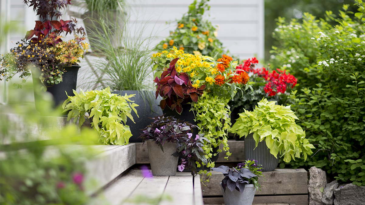 Väritä kesäsi kukilla – Värien ilotulitusta