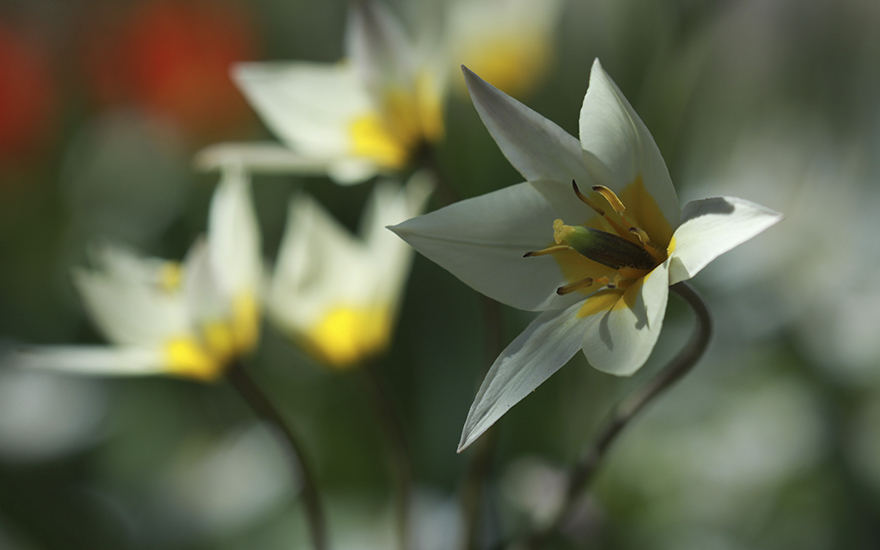 Kääpiötulppaani Tulipa turkestanica