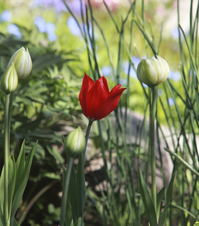 Kaukasiantulppaanin (Tulipa eichleri ) kukat ovat kasvin kokoon nähden suuret hieman oranssiin vivahtavan punaiset.