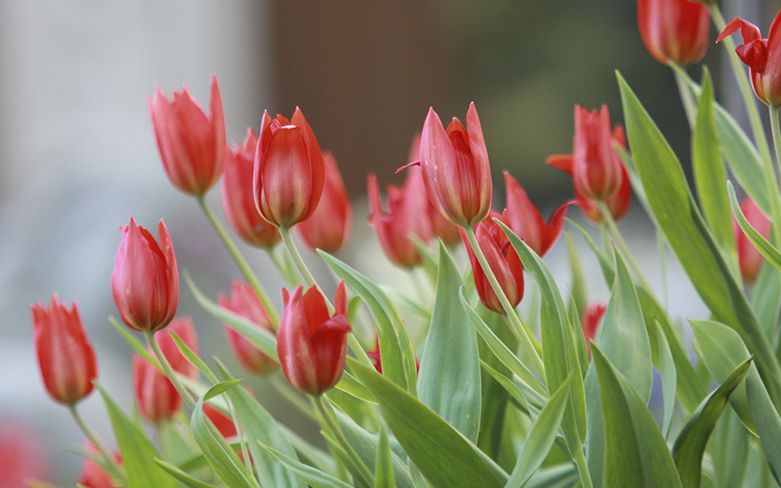 Terttutulppaani Tulipa praestans Fusilier