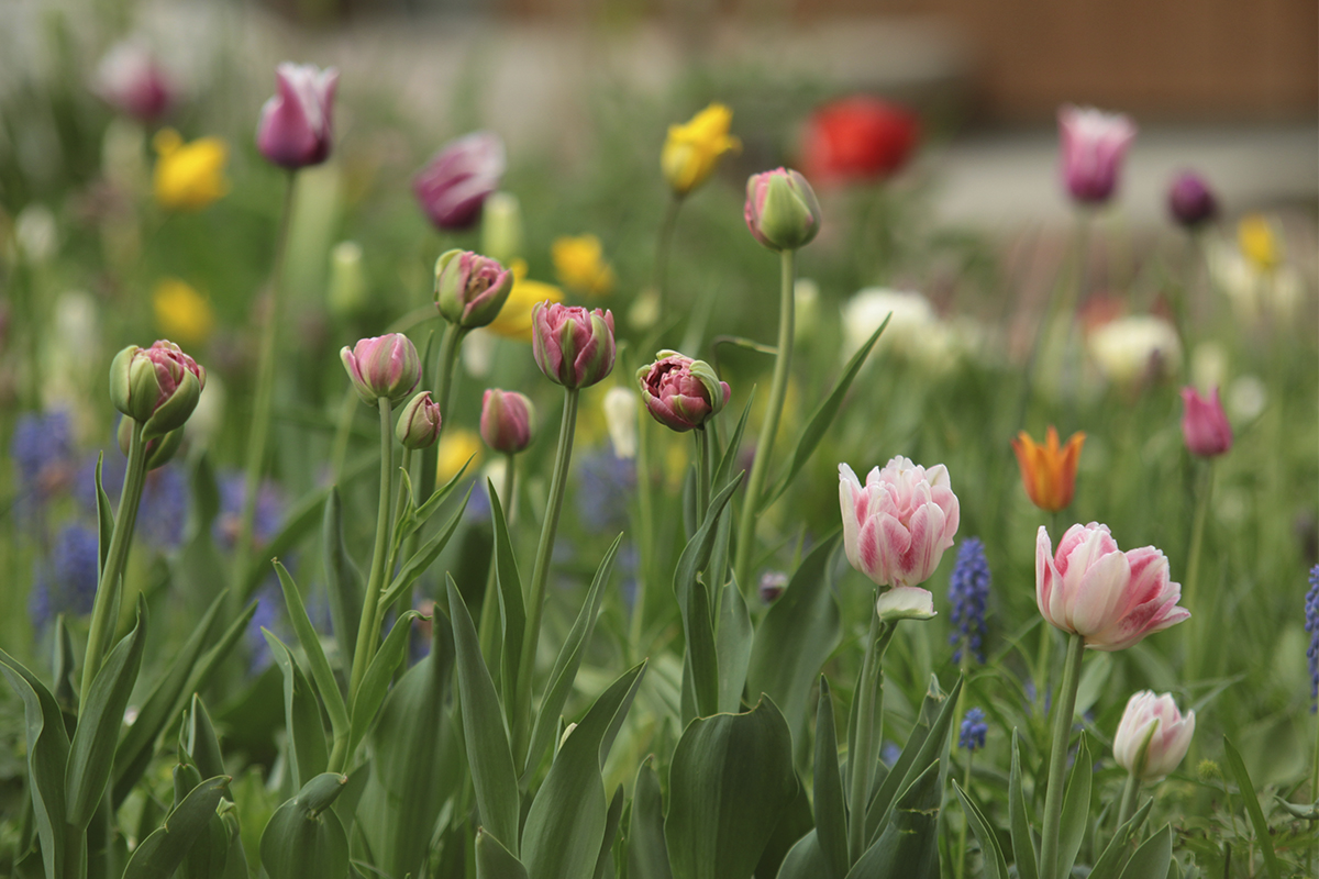 Villiinny tulppaaneista ja istuta syksyllä kukkaloistoa