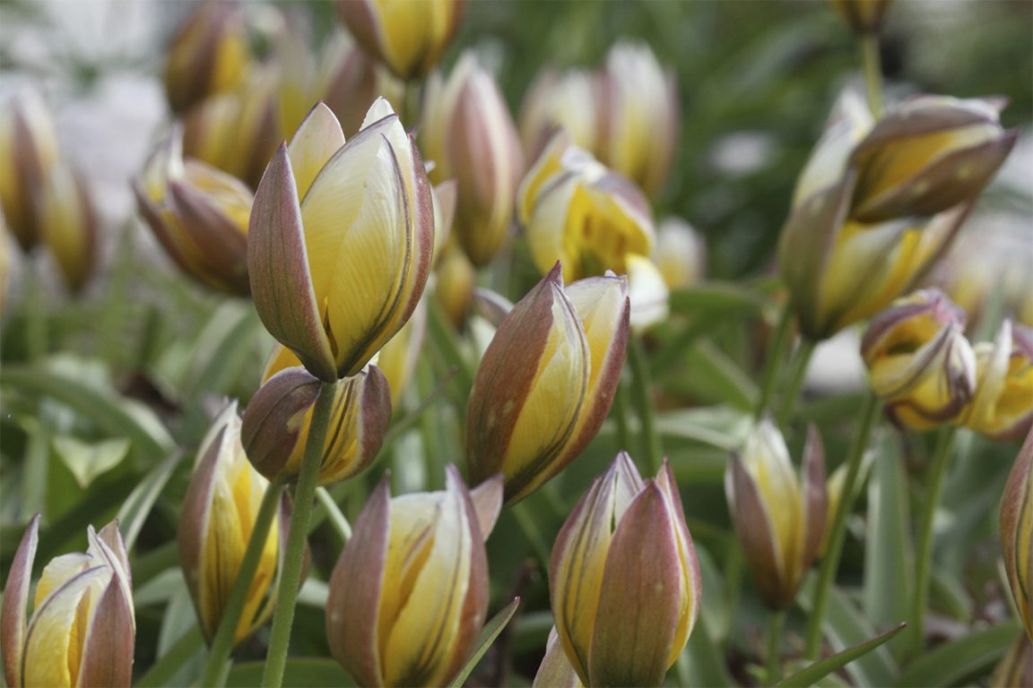 Keltaisena kukkivat parvitulppaanit (Tulipa Tarda) vetäytyvät suppuun illan tullen.