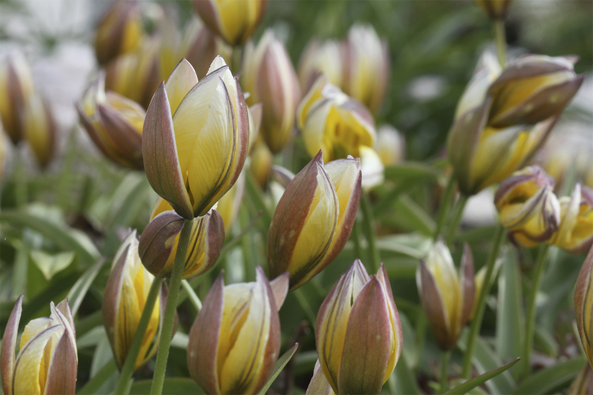 Tutustu viehättäviin villitulppaaneihin