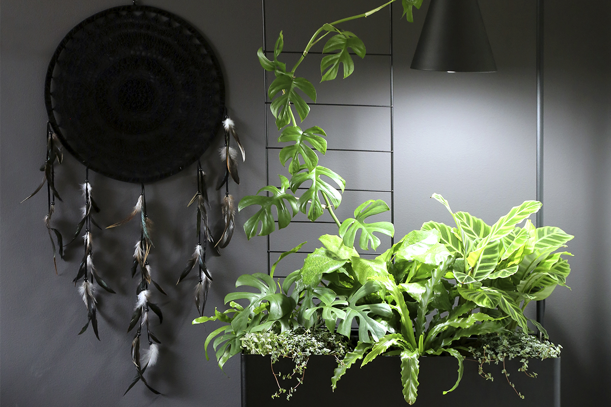 Kasvit valokeilassa – millainen kasvivalo viherkasveille?