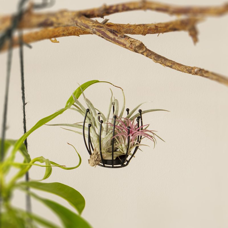 Ilmakasvit Tillandsia sp. Kekkilä