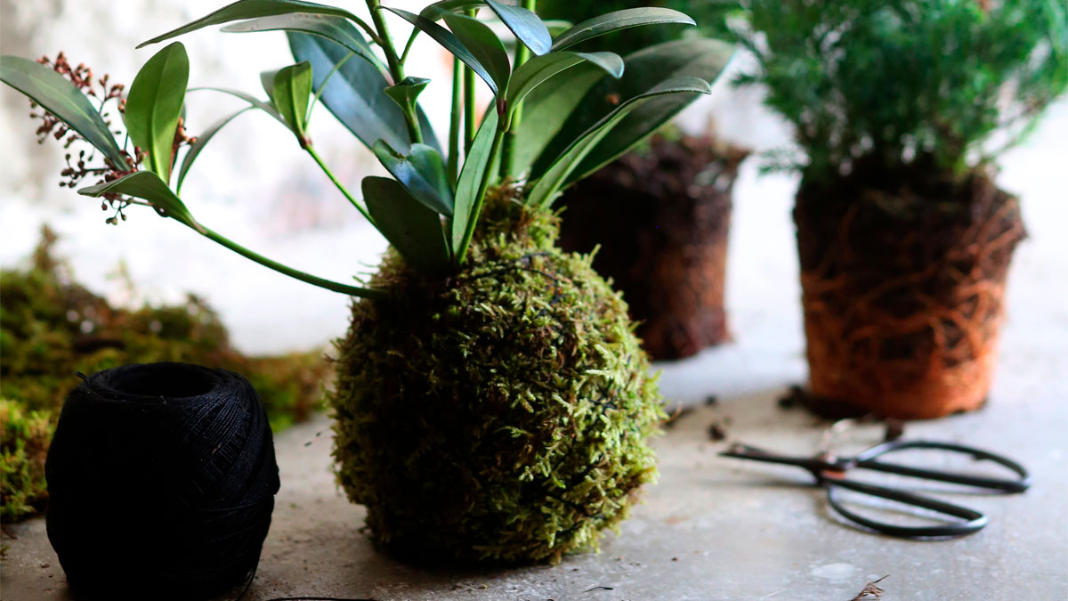 Sammalpallo joulukukasta